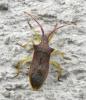 Gonocerus insidiator